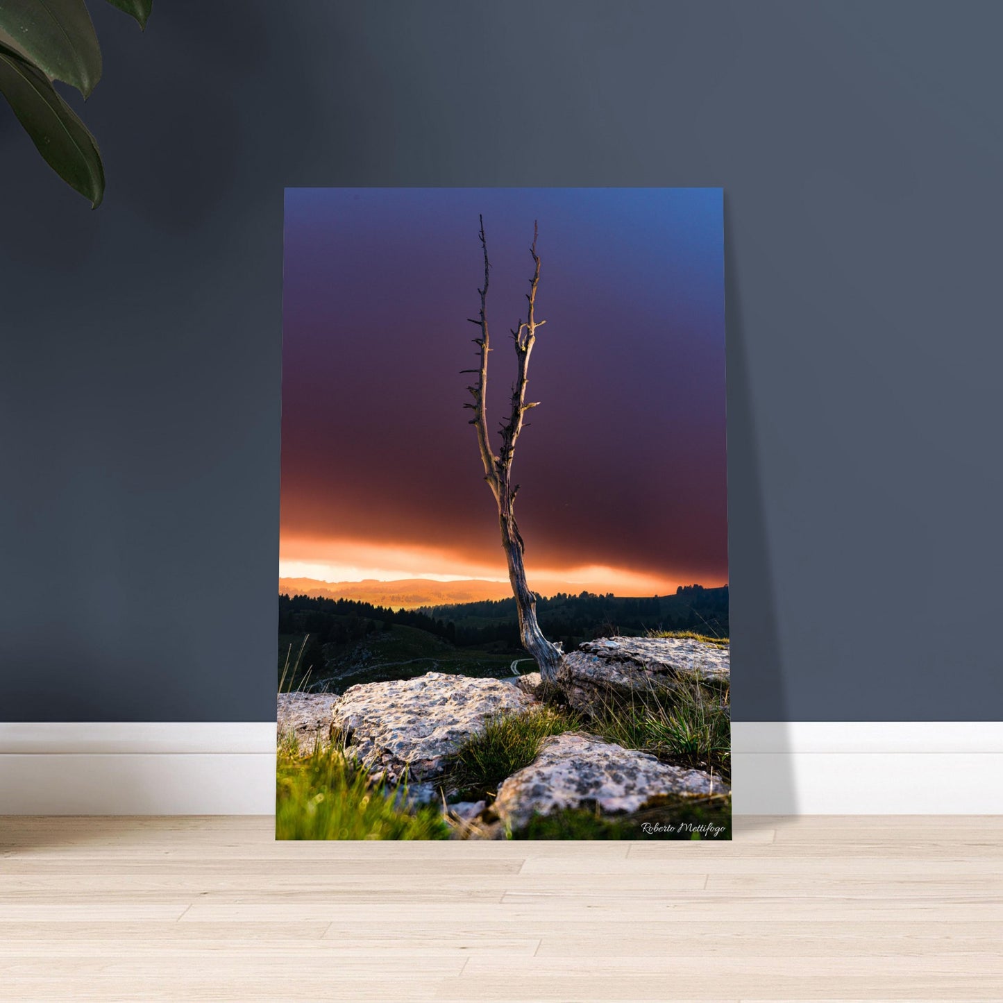 2fc74e06-cd6c-482b-a490-1d7fb50e44d6